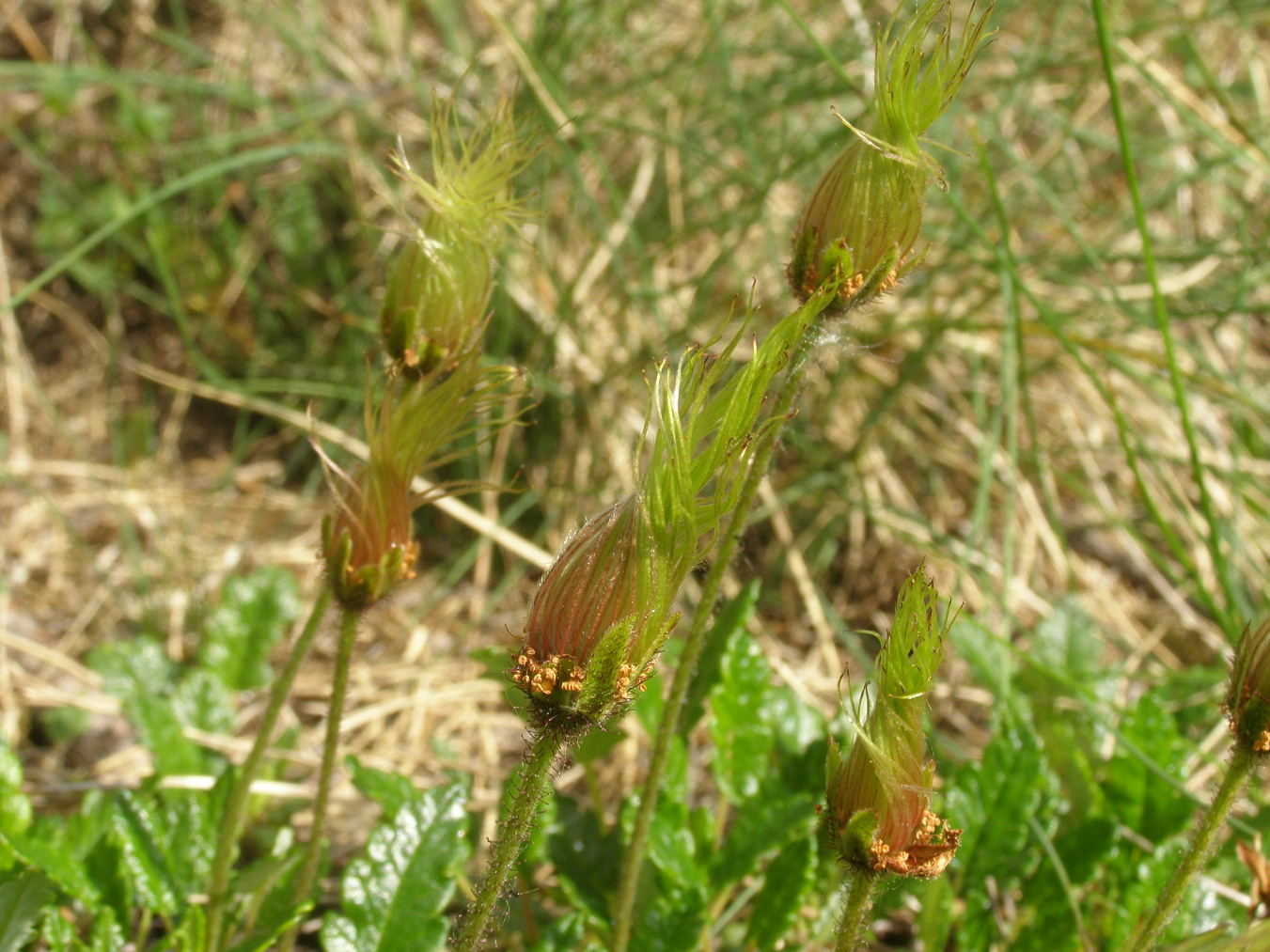 cfr. Dryas octopetala